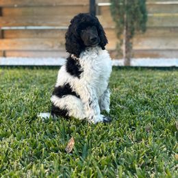 Lillibet - Parti female Poodle puppy in Hutto, Texas from Scarlett Rose Ranch Poodles