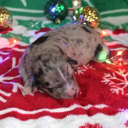 Merry - Blue merle female Australian Shepherd puppy in Mocksville, North Carolina from Trailblazing Aussies