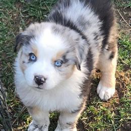 Harley - Blue merle male Miniature Australian Shepherd puppy in Crestline, California from Haugen's Minis