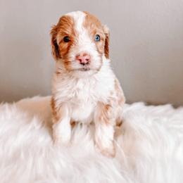 Ross - Fawn and white male Sheepadoodle puppy in Republic, Missouri from DOOD & Co