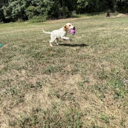 Alex - Orange belton male English Setter puppy in Rogers, Ohio from StoneyBrook Setters