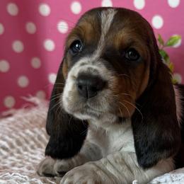 Basset Hounds from The Basset Boutique