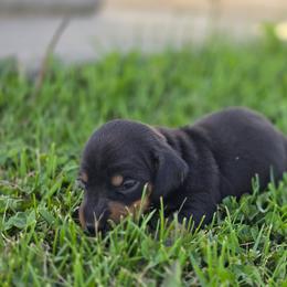 Duke - Black and tan male Dachshund puppy in Elma, Iowa from Iowa Dachshunds