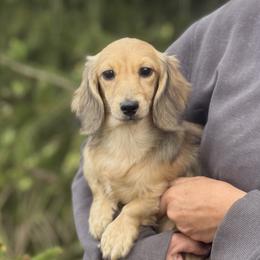 Madonna is 4800dollars - Cream female Dachshund puppy in Crystal, Michigan from Mare-bella Dachshunds