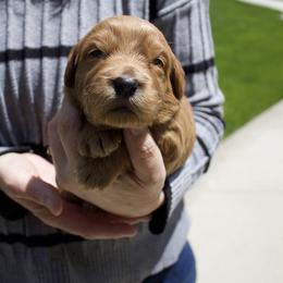 White - Apricot female Goldendoodle puppy in Medina, Ohio from Farmer Doodles