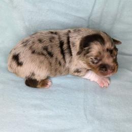Thunder - Red merle male Miniature Australian Shepherd puppy in Harrisonville, Missouri from Trailside Mini Aussies