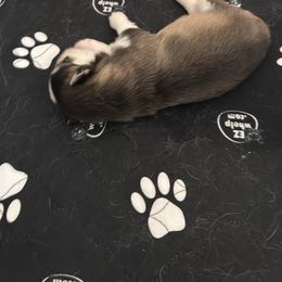 Pomsky Puppies from Bluepomski Puppies & Stud Services Of South West Florida