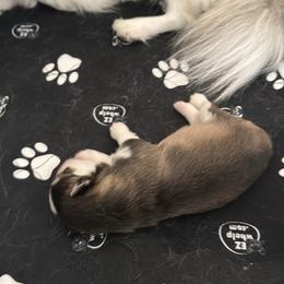 Pomsky Puppies from Bluepomski Puppies & Stud Services Of South West Florida