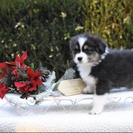 BTM - Black tri-color male Australian Shepherd puppy in Greenville, South Carolina from Elusive Australian Shepherds