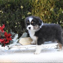 BTM - Black tri-color male Australian Shepherd puppy in Greenville, South Carolina from Elusive Australian Shepherds