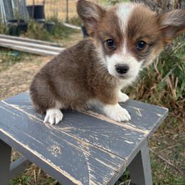 Daisy (sour cream) - Red female Pembroke Welsh Corgi puppy in Mc Cammon, Idaho from Sunny J Corgis and Mini Americans