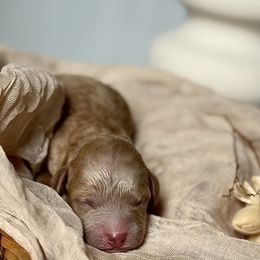 John - Red  male Poodle puppy in Ridgewood, New York from The Poodlemen