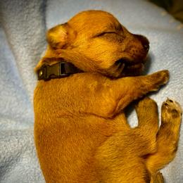 Black - Wheaten male Soft Coated Wheaten Terrier puppy in Gordonville, Texas from Serenity Valley Wheatens