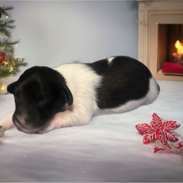 Echo - Piebald female Dachshund puppy in Sharon Springs, New York from Show Us The Way Homestead