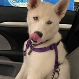 Siberian Husky All Grown Up from Joel's Husky Kennels