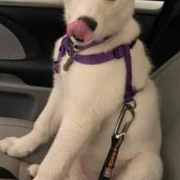 Siberian Husky All Grown Up from Joel's Husky Kennels