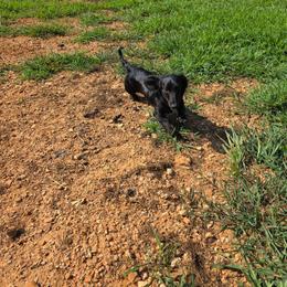 Black Betty - Black female Dachshund puppy in West Plains, Missouri from Spring Creek Dachshunds