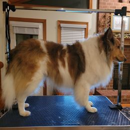 Shetland Sheepdogs from Willow Pond Farm Shelties