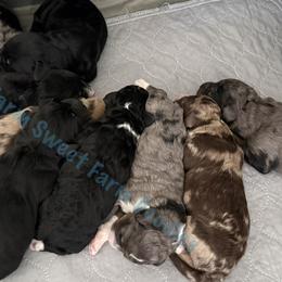 Bernedoodles from Farm Sweet Farm Doodles