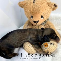 Dachshund Puppies from Taxonyx Cream Dachshunds