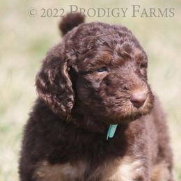 Poodle Puppies from Prodigy Farms Therapy Dogs