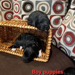 Portuguese Water Dog Puppies from Prized Family Porties