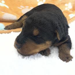 Harvey - Black and tan male Welsh Terrier puppy in West Plains, Missouri from Sycamore Ridge Puppies
