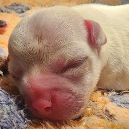 Girl 2 (TBA) - Cream female Chihuahua puppy in Jacksonville, Florida from Precious Paws of Florida - Chihuahuas