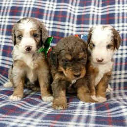 Bernedoodle and Goldendoodle Puppies from Doodles are Amazing