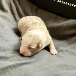 Granite - Red merle male Miniature Australian Shepherd puppy in Priest River, Washington from Offgrid Aussies