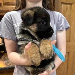 Miss Blue - Black and red female German Shepherd puppy in Lawton, Michigan from Free Indeed Shepherds