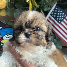 Boy 2 Sunny - Liver and white male Shih Tzu puppy in Troy, Michigan from "Shihtzu Best Friend"