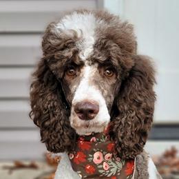Maggie - Poodle