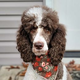 Maggie - Poodle