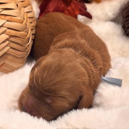 Patch - Red  male Goldendoodle puppy in Washington, Utah from Elsie Lane Doodles