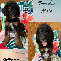 Fiji - Tri-color male Bernedoodle puppy in Godwin, North Carolina from Farm Sweet Farm Doodles