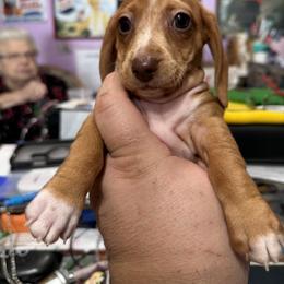 Dachshund Puppies from Witchy Woman’s Wiener’s