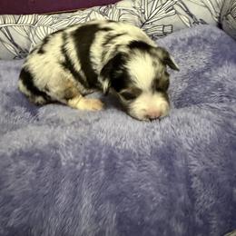 Cairo ASDR - Blue merle male Toy Australian Shepherd puppy in Polk City, Florida from Skaky Shepherds