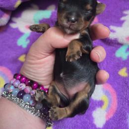 Ava - Black and tan female Yorkshire Terrier puppy in West Enfield, Maine from GRIFFEY'S SPA AND KENNEL