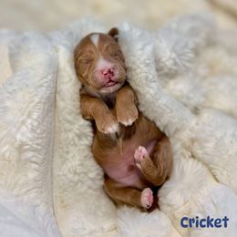 Cricket - Red male Havapoo puppy in Huntsville, Alabama from Havapoo Kennels