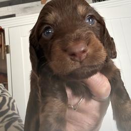 Boy 1 - Chocolate and tan male Dachshund puppy in Flint, Michigan from Matthews Dachshunds