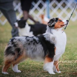 Miniature American Shepherd Puppies from Abington Miniature American Shepherds