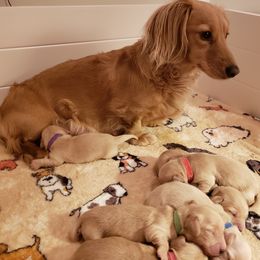 Dachshund Puppies from Cream Doxie Luv