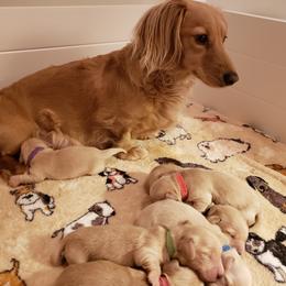 Dachshund Puppies from Cream Doxie Luv