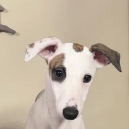 Lotta - White and red brindle female Whippet puppy in Brooksville, Florida from Phasion Whippets Kimberly & Paul Norton Sr.