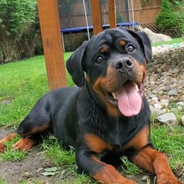 Rottweiler Puppies from Iron Clad Rottweiler