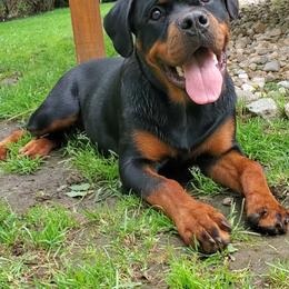 Rottweiler Puppies from Iron Clad Rottweiler