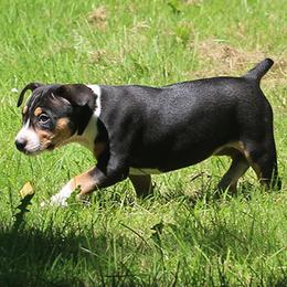Rat Terrier Puppies from Walnut Acre Decker Terrier and ODT