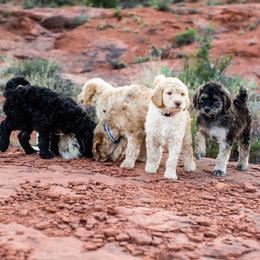 Goldendoodle puppies from Fire Sky Kennels