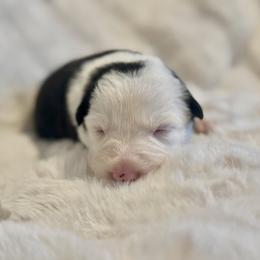 Girl 2 - Black and white female Border Collie puppy in Morriston, Florida from Garcia Family Farms